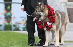 Jamaican german-shepard-wedding