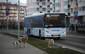 sochi problems - stray dogs 2