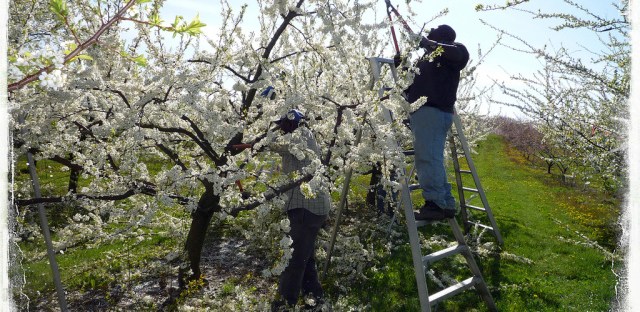 Jamaican farm workers in Canada