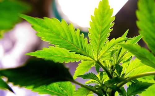 Marijuana Growers Association Launched in Jamaica