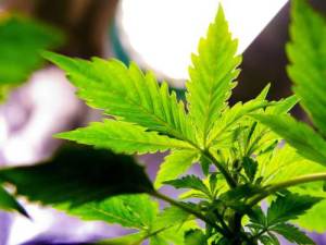 Marijuana Growers Association Launched in Jamaica