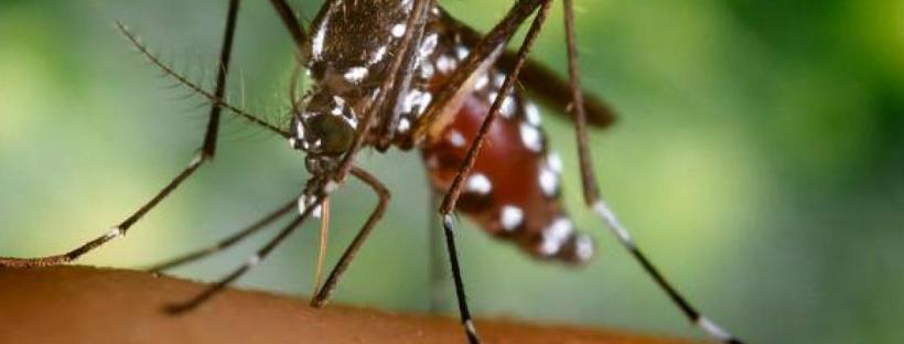 Caribbean chikungunya virus