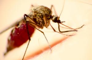 chikungunya virus spread by aedes mosquito