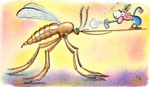 chikungunya and mosquitoes courtesy of nytimes-com