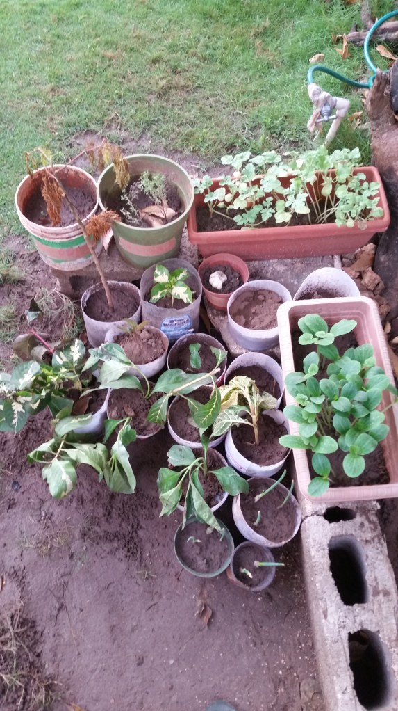 Jamaican Urban Organic Farming: Sawdust Path