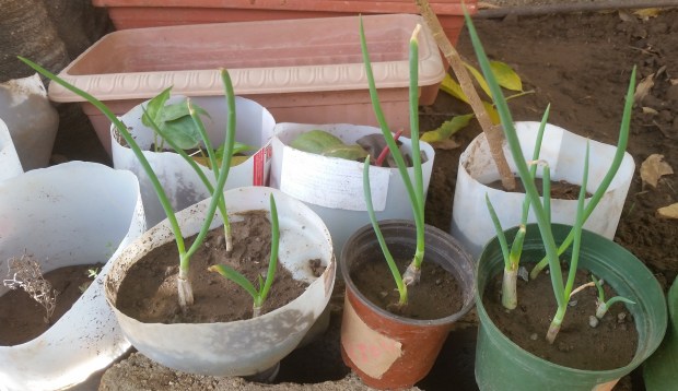 2016090Jamaican Urban Organic Farming: Planting scallions