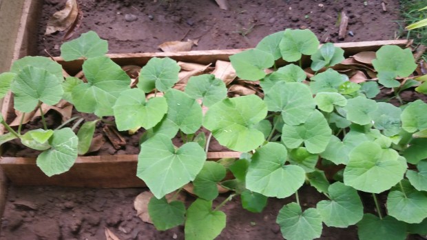 2016090Jamaican Urban Organic Farming: Planting Pumpkins