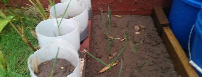 2016090Jamaican Urban Organic Farming: Planting garlics