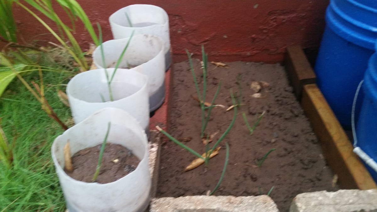 2016090Jamaican Urban Organic Farming: Planting garlics