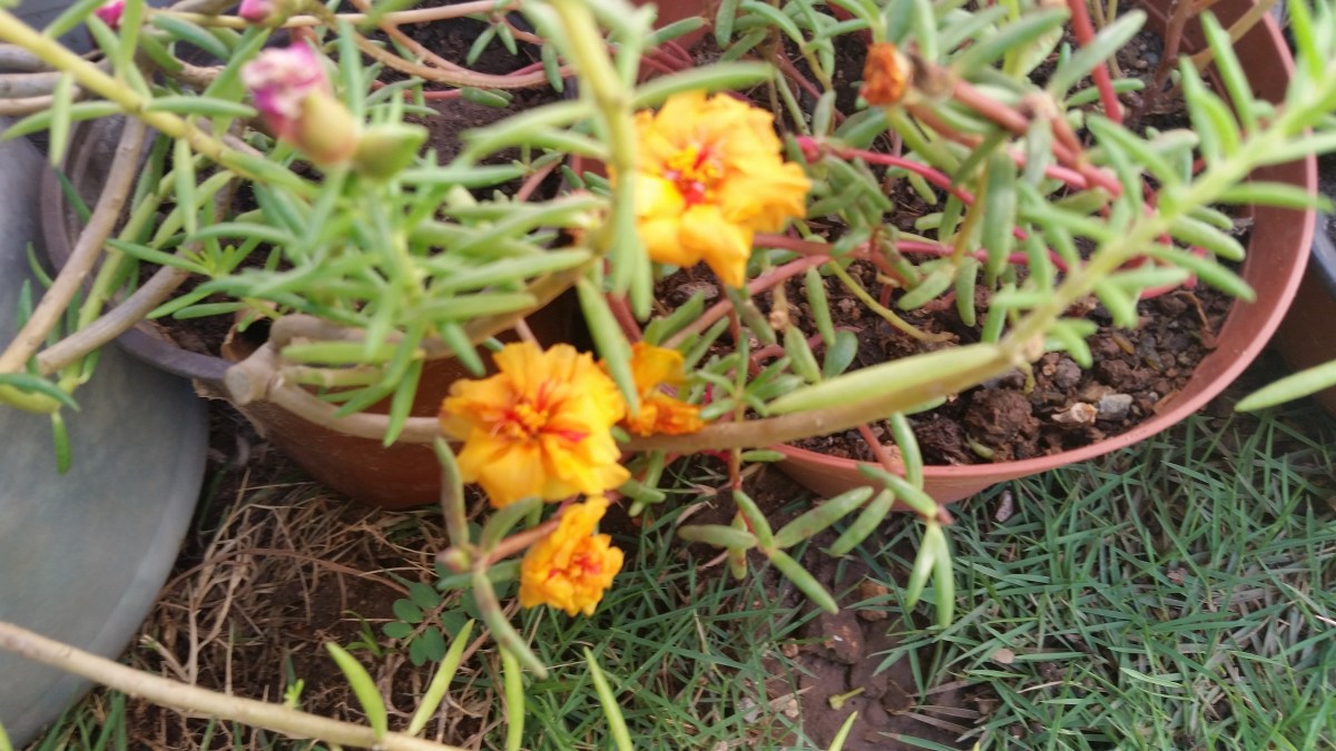 Jamaican Urban Organic Farming: Small Flowers