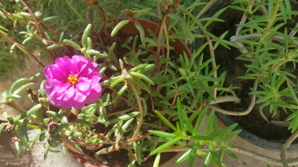 Jamaican Urban Organic Farming: The Buds Of My Labour