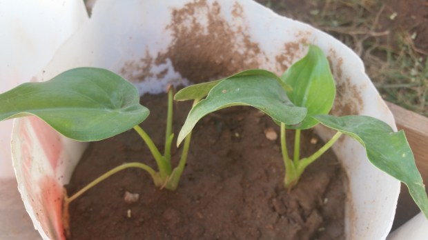 Jamaican Urban Organic Farming: Small Flowers