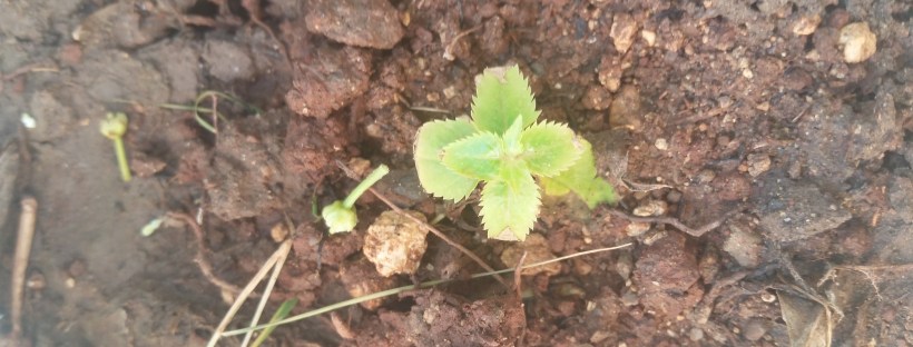 Jamaican Urban Organic Farming: The Buds Of My Labour