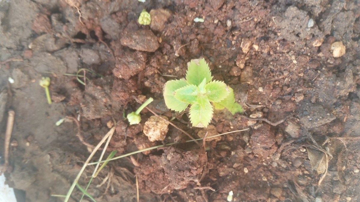 Jamaican Urban Organic Farming: The Buds Of My Labour