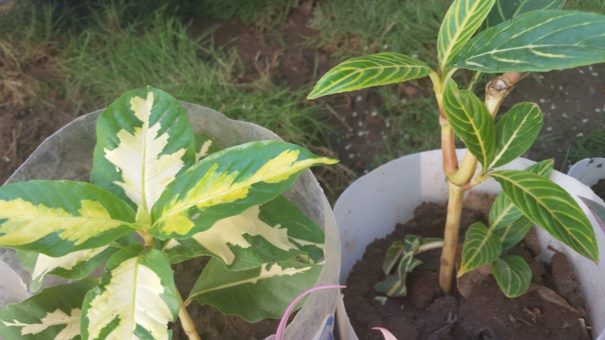 Jamaican Urban Organic Farming: The Buds Of My Labour