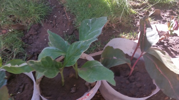 Jamaican Urban Organic Farming: Small Flowers