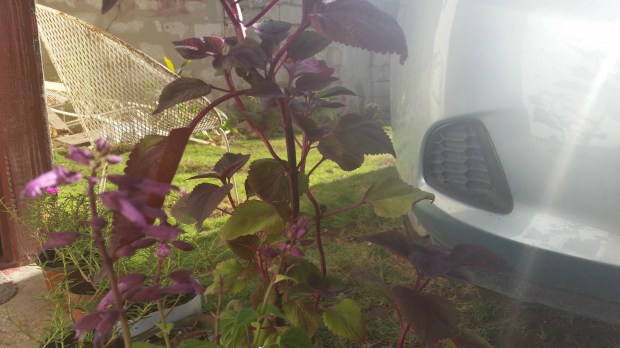 Jamaican Urban Organic Farming: Small Flowers