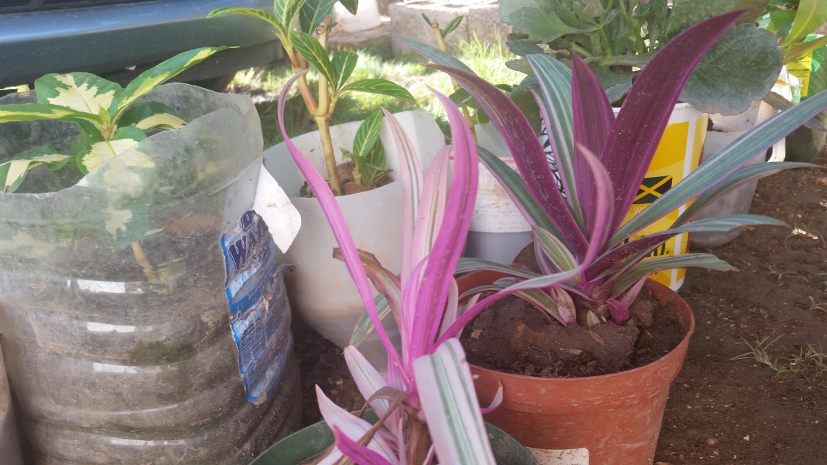 Jamaican Urban Organic Farming: Plastic Bottles for Container Gardening