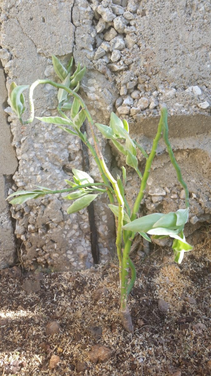 Jamaican Urban Organic Farming: Small Flowers