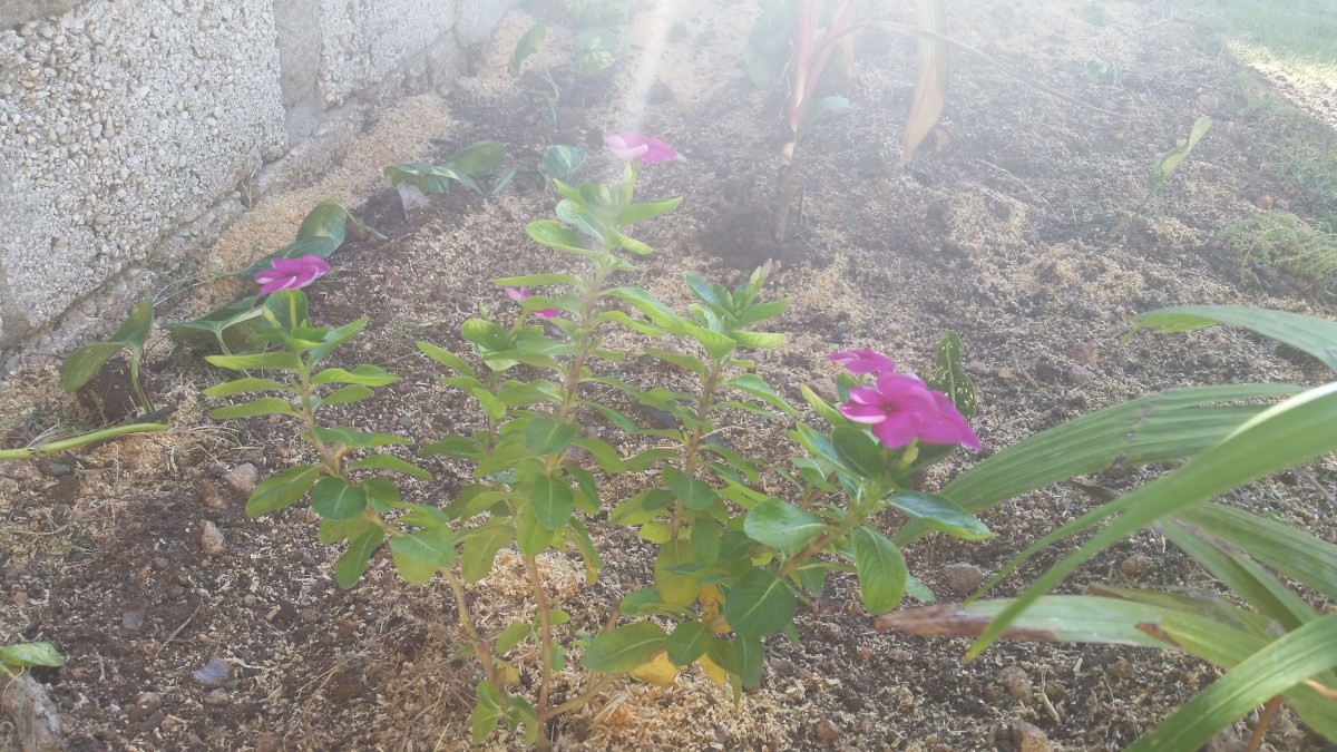 Jamaican Urban Organic Farming: Small Flowers