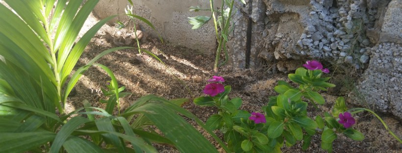 Jamaican Urban Organic Farming: The Buds Of My Labour