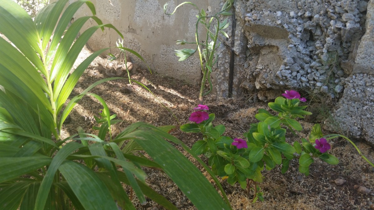 Jamaican Urban Organic Farming: The Buds Of My Labour