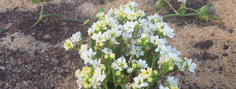 Jamaican Urban Organic Farming: The Buds Of My Labour