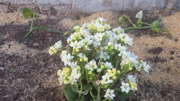 Jamaican Urban Organic Farming: The Buds Of My Labour
