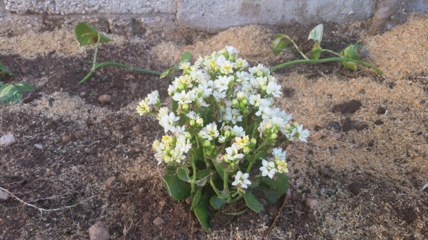 Jamaican Urban Organic Farming: Small Flowers
