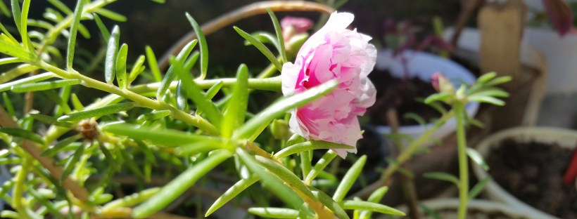 Jamaican Urban Organic Farming: Small Flowers