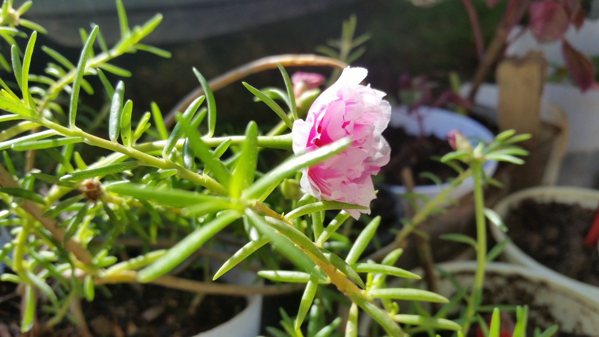 Jamaican Urban Organic Farming: Small Flowers
