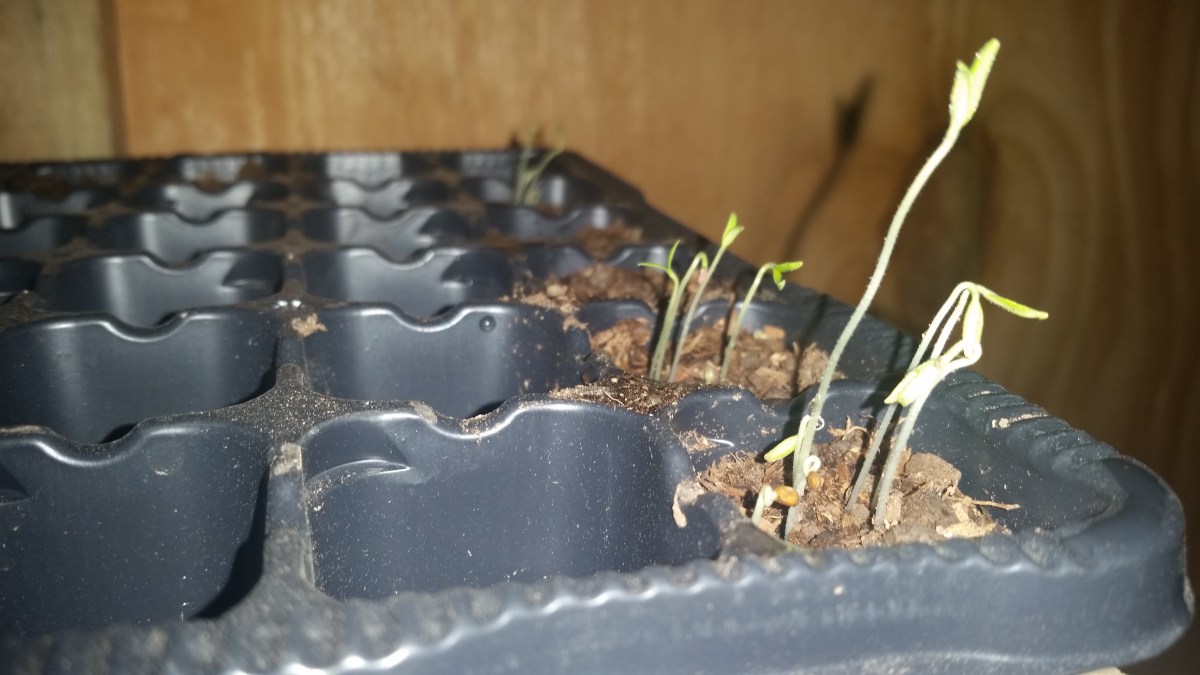 Jamaican Urban Organic Farming: The Germination Process