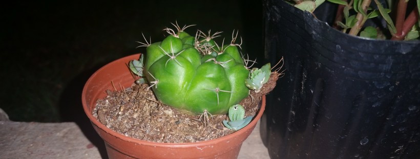 Jamaican Urban Organic Farming: The Succulent