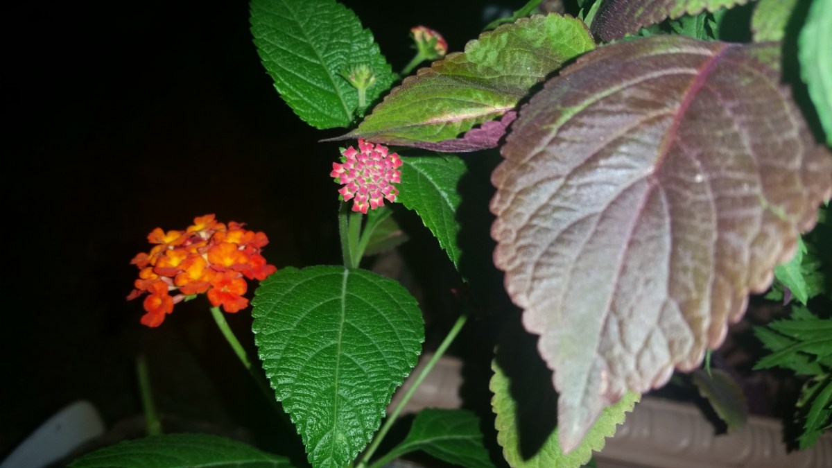 Jamaican Urban Organic Farming: Lantana