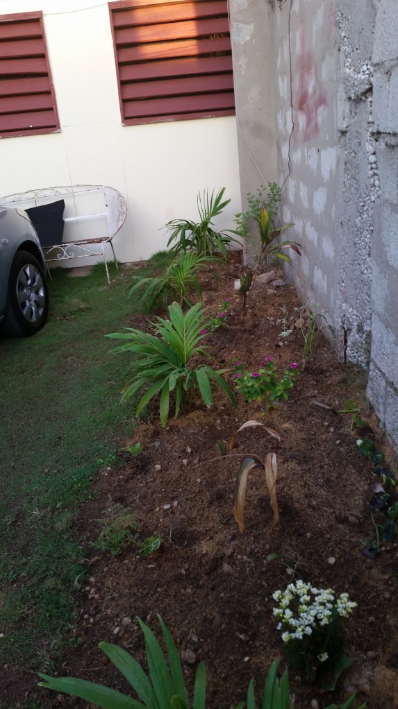Jamaican Urban Organic Farming: No Instant Perfection