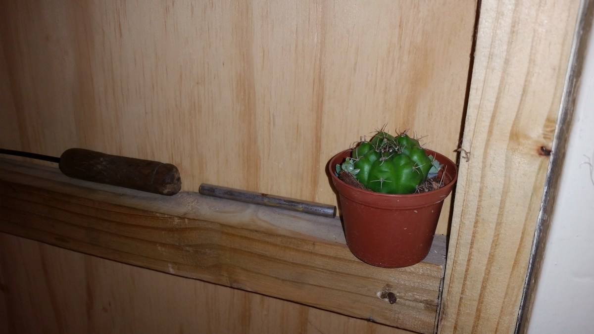 Jamaican Urban Organic Farming: The Succulent