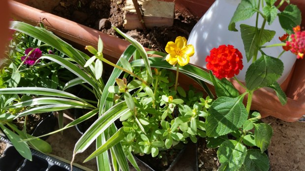 Jamaican Urban Organic Farming: Lantana