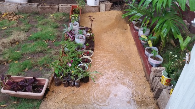 Jamaican Urban Organic Farming: Sawdust Path