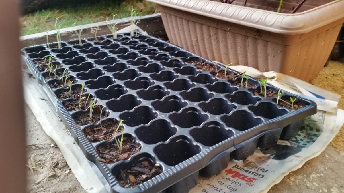 Jamaican Urban Organic Farming: The Germination Process