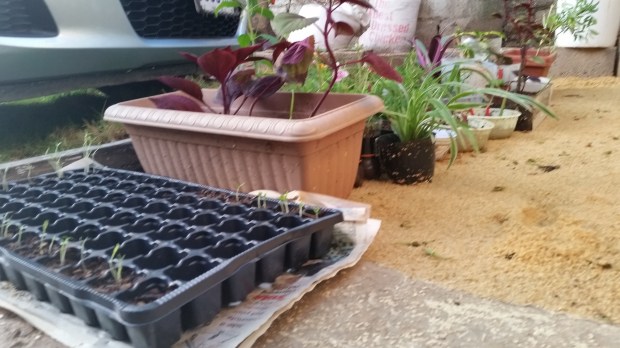 Jamaican Urban Organic Farming: The Germination Process