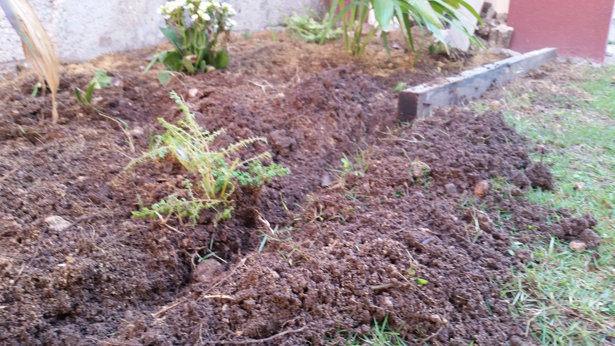 Jamaican Urban Organic Farming: Separating The Plants From The Lawn