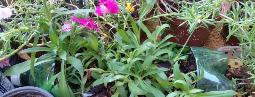 Using Ting Bottle In My Container Garden