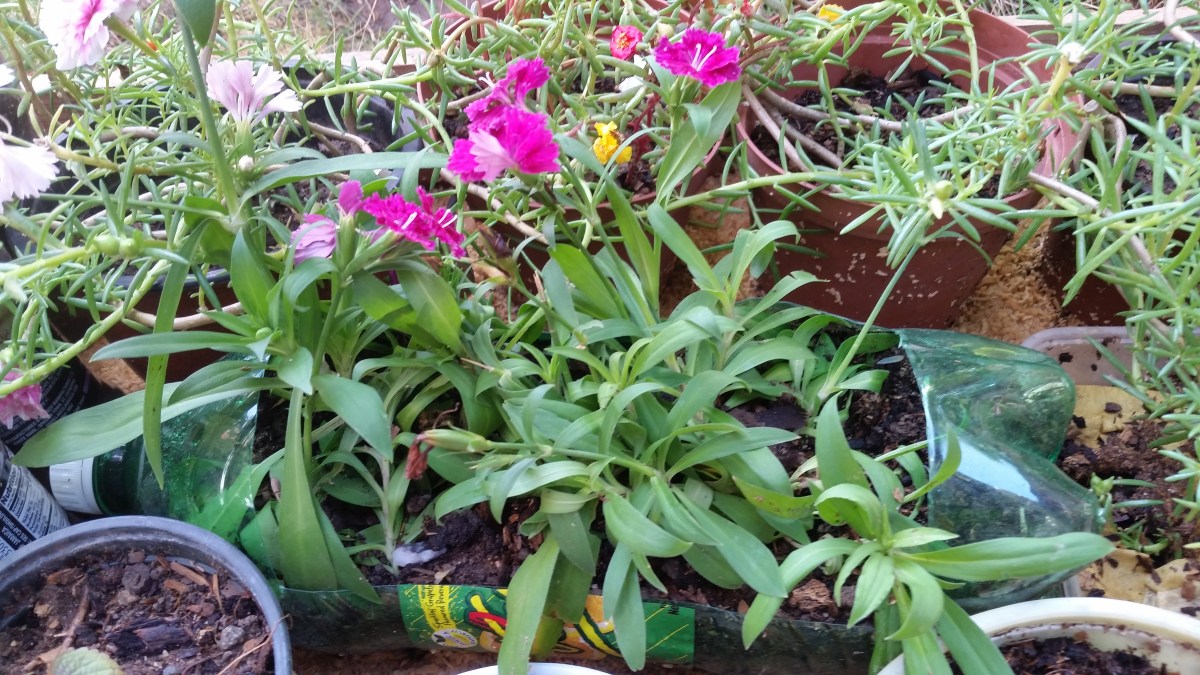 Using Ting Bottle In My Container Garden