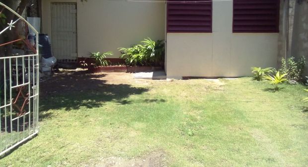 Jamaican Urban Organic Farming: Separating The Plants From The Lawn