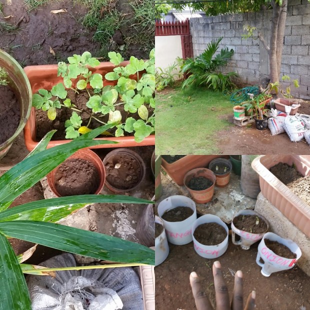 Planting Melons, garlic, onions and scallions