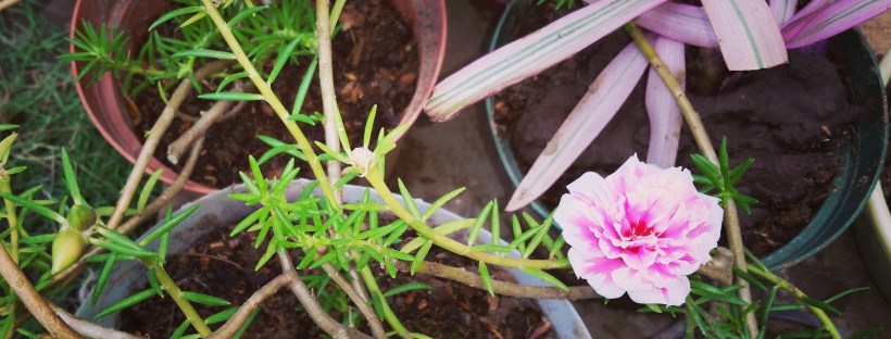 Jamaican Urban Organic Farming: Container Gardening