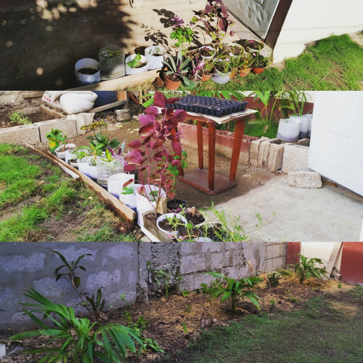 Jamaican Urban Organic Farming: Getting Rid Of The Grass