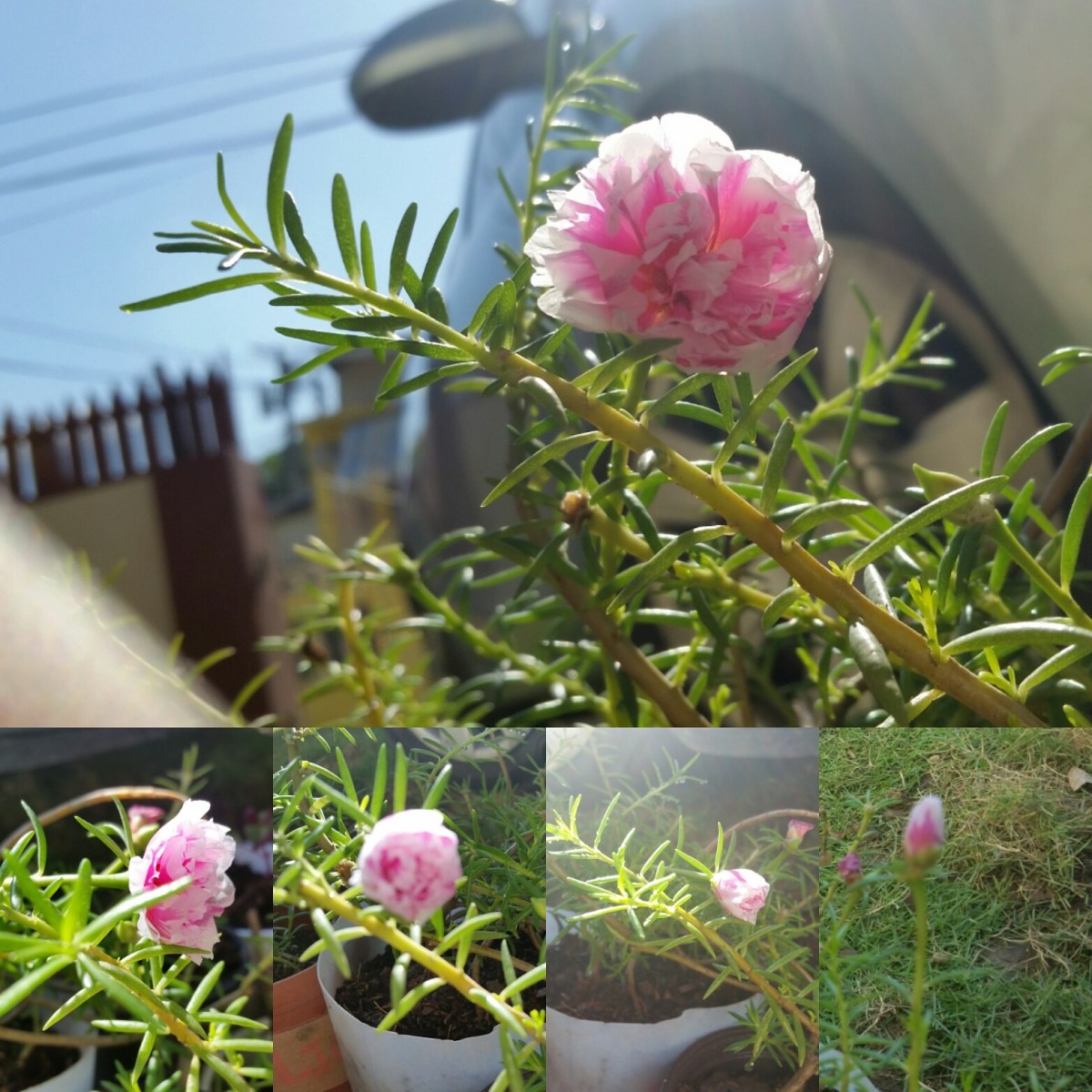 Jamaican Urban Organic Farming: Small Flowers
