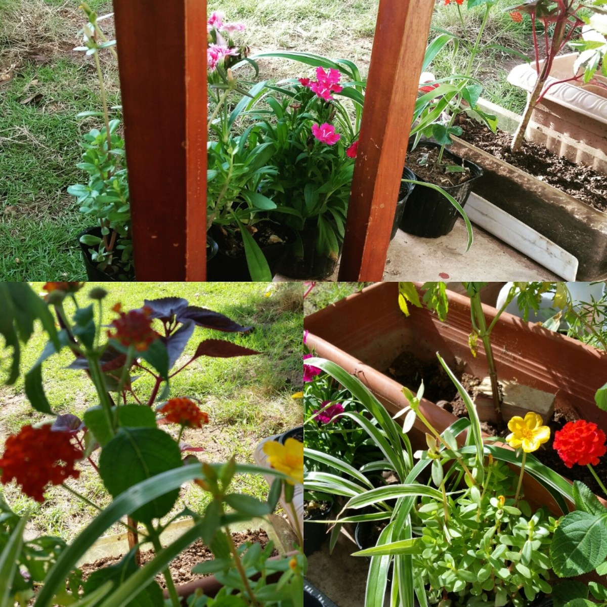 Jamaican Urban Organic Farming: Sunshine Blooms