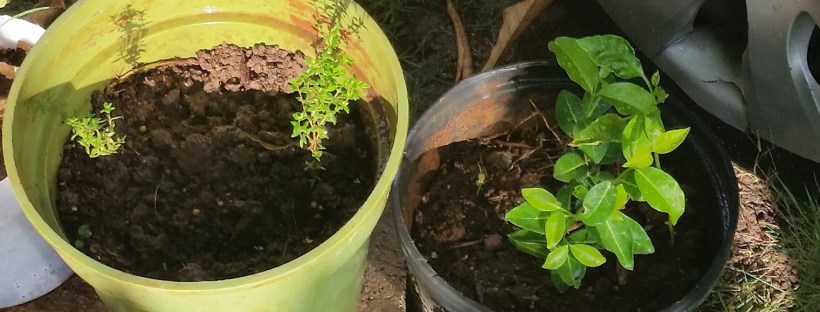 Jamaican Urban Organic Farming: It's Alive